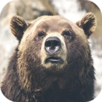 Logo of Bear Wallpapers android Application 